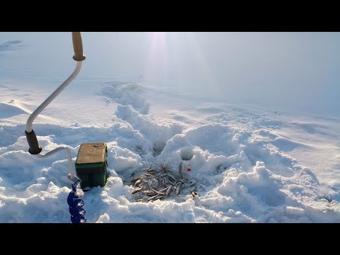 Видео: Чудная рыбалка в чудесный солнечный день. Чепца.