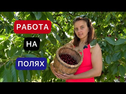 Видео: СБОР ЧЕРЕШНИ В ГЕРМАНИИ / КАК ЖИВУТ В ДЕРЕВНЯХ / СЕЛЬСКОЕ ХОЗЯЙСТВО