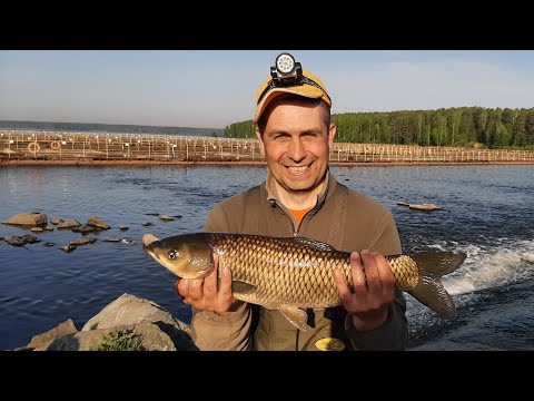 Видео: Карпы и белые амуры на поплавочную удочку!!! Рыбалка на Белоярском водохранилище. Перелив радует!!!