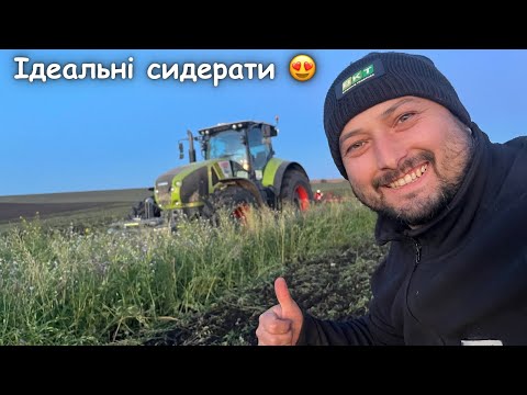 Видео: Кращих сидератів /покривних культур/ я ще не вирощував ‼️