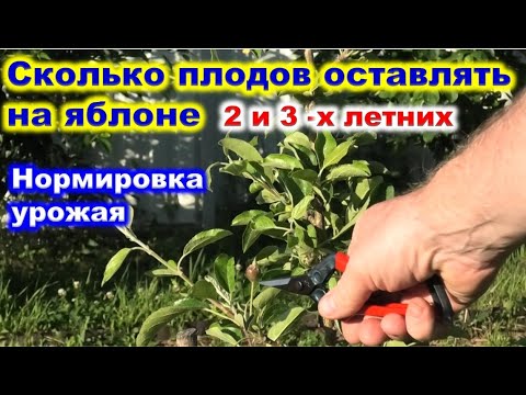 Видео: НОРМИРОВКА урожая ЯБЛОНИ. Как не допустить периодичности в плодоношении.