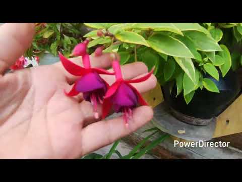 Видео: Цветочный обзор.Август 2025.