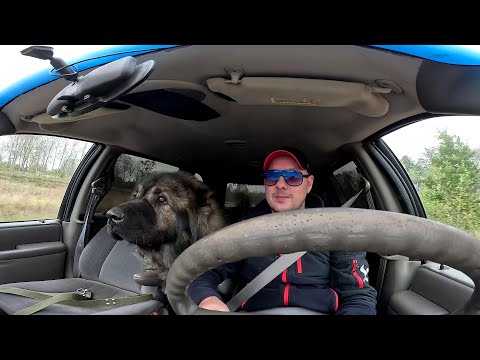 Видео: Новая машина... Волкодав катается ! ХУТОР В ЛЕСУ №851