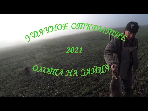 Видео: ОХОТА НА ЗАЙЦА 2021. ОТЛИЧНО ОТКРЫЛИСЬ!!! ЗАЯЦ ЕСТЬ!!!
