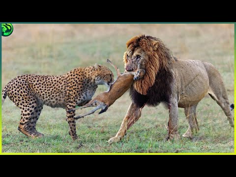 Видео: 12 страшных моментов, когда дикие животные жестоко сражались за еду и территорию