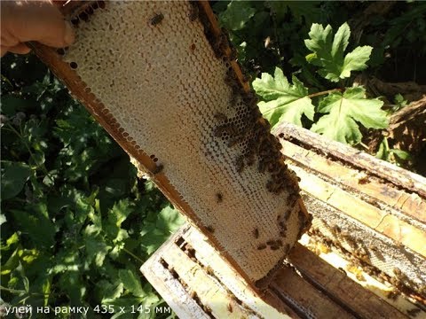 Видео: почему пчелы плохо работают на мед - часть 2 - у соседа много меда, а у меня мало