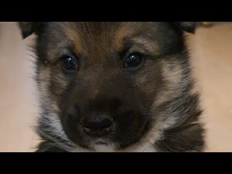 Видео: Ови - щенок восточно-сибирской лайки