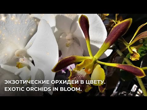 Видео: Экзотические орхидеи в цвету.Exotic orchids in bloom.