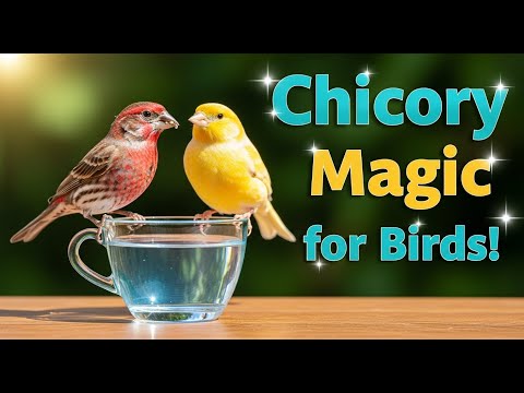 Видео: Почему стоит давать экстракт цикория вашим домашним птицам | Натуральное очищение печени и укрепл...