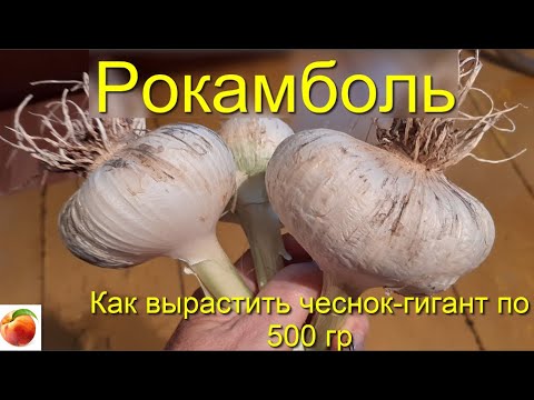 Видео: Чеснок очень крупный чеснок  Рокамболь выращивание лука чеснока  Супер урожайный сорт! Сибирский сад