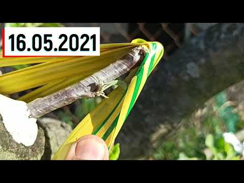 Видео: самая Простая Прививка Дерева Дрелью