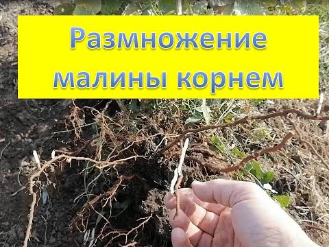 Видео: Размножение малины корнем. Квелли, Энросадира, Маравилла