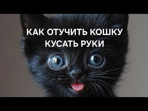 Видео: Как отучить кошку кусать руки