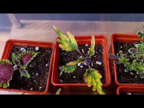 Видео: Посылки с колеусами. Все в этом сезоне!) От распаковки до пересадки.🌸