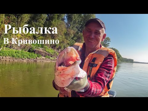 Видео: Рыбалка в Селе Кривошеино Томская Область.  Рыбалка на Щуку на Оби.  Июль 2020