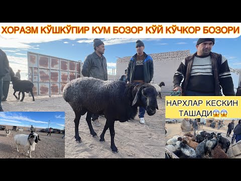 Видео: ХОРАЗМ КЎШКЎПИР КУМ БОЗОР КЎЙ КЎЧКОР БОЗОРИ ЗЎРЛАР ТУШДИ БОЗОРГА НАРХЛАР ЎЗГАРДИМИ ? БОЗОРДА.?🤔🤔.