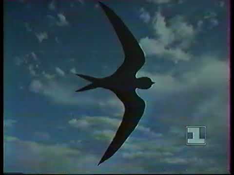 Видео: 1 канал Останкино - Рекламные блоки - 14.05.1993