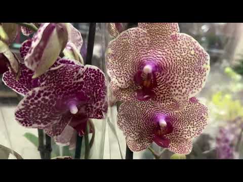Видео: Орхидейный обзор 🌸🌼 Нарядный вечерний Кишинёв 🎄🪅