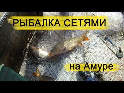 Видео: Мощная рыбалка на Амуре сетями. Лов сазана.