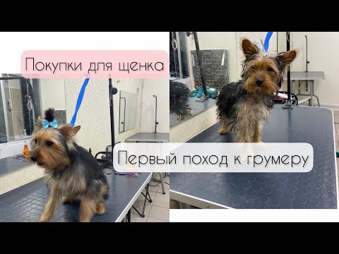 Видео: Первый поход к грумеру ✂️ Покупки для щенка🐶