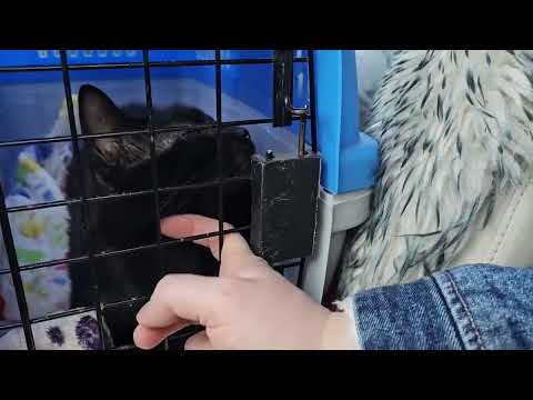 Видео: Кошки частного приюта в Смоленске. Часть 41