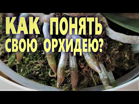 Видео: КАК ПОНЯТЬ ОРХИДЕИ? ЯЗЫК, на котором орхидеи говорят с ВАМИ! ФОРМУЛА правильного РАЗВИТИЯ ОРХИДЕЙ!!!