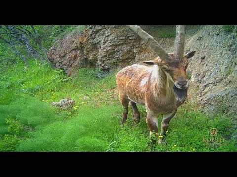 Видео: Горная Армения. Царство безоара
