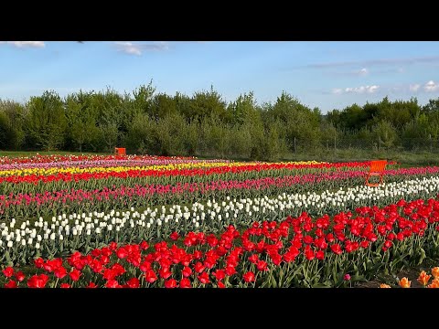 Видео: Парк тюльпанів || Буденні справи