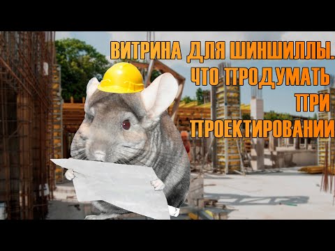 Видео: Витрина для шиншиллы. Что продумать при планировании