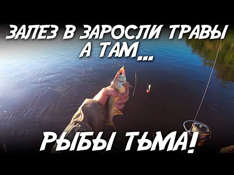 Видео: Залез в заросли травы, а там РЫБЫ тьма!