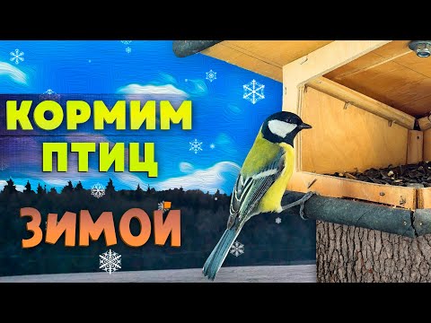 Видео: КОРМИМ ПТИЦ ЗИМОЙ///Как и зачем?