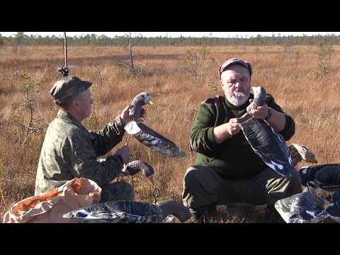 Видео: Охота с Кузенковым. Охота на тетеревов с чучелами