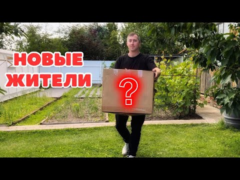 Видео: Вдохнули жизнь в ПРУД, РАСПАКОВКА пушистого пополнения. Поиски ГРИБНЫХ СОКРОВИЩ вместе с АСТИ!