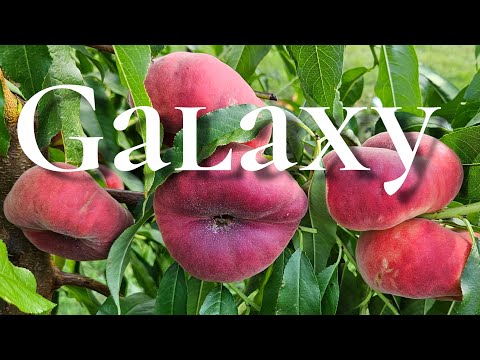 Видео: Персик ГАЛАКСІ 🍑 – надсолодкий плоский персик з фантастичним смаком! 🌞