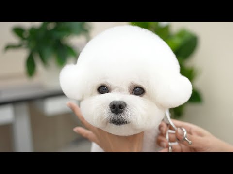 Видео: Самый милый щенок на свете! 😍✂️ Как настоящий плюшевый мишка 🐶💕