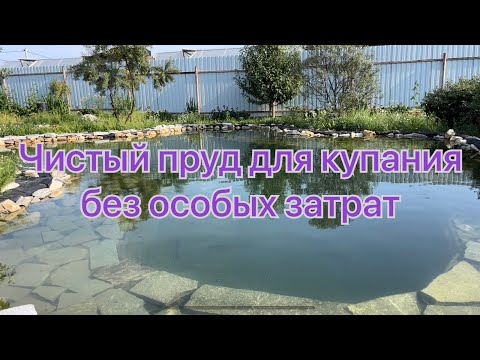 Видео: Чистый пруд для купания без особых затрат