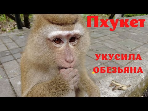 Видео: #4 Пхукет ГОРА ОБЕЗЬЯН. Море эмоций. УЖАС! УКУСИЛА ОБЕЗЬЯНА!.