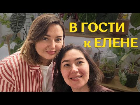 Видео: КРАСИВАЯ московская КВАРТИРА с РАСТЕНИЯМИ | в гостях У ЕЛЕНЫ | растения В ИНТЕРЬЕРЕ 🪴