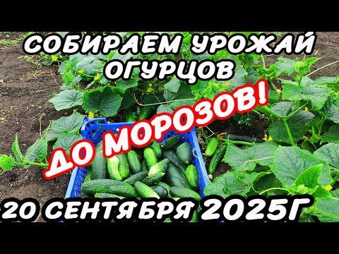 Видео: Выращивай ОГУРЦЫ в Открытом Грунте ТОЛЬКО ТАК и ВЫ будете с огурцами до МОРОЗОВ!