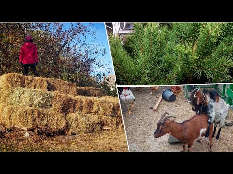 Видео: 🤦‍♀️ОБЛАЖАЛАСЬ с СЕНОМ😭. Работы  НЕПОЧАТЫЙ КРАЙ 🤯. Нужно ВСЕ САДИТЬ 😀