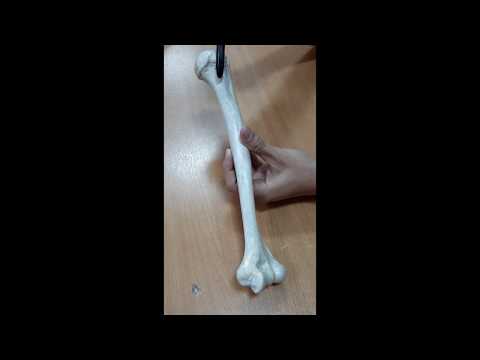 Видео: Қол сүйектері