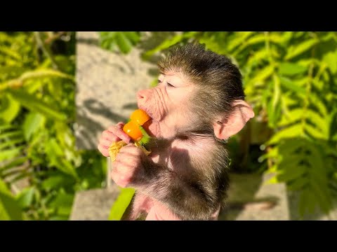 Видео: Ангелина раскритиковала мой любимый физалиса, а Люсе зашло) Каролина с Люсей говорят на ОДНОМ ЯЗЫКЕ)