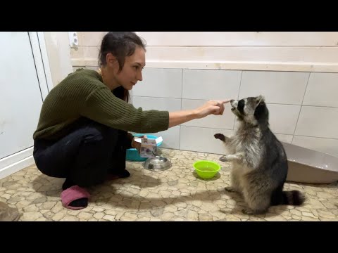 Видео: ПРИУЧАЮ ЕНОТА К РУКАМ / Зефирка взяла утенка на прогулку
