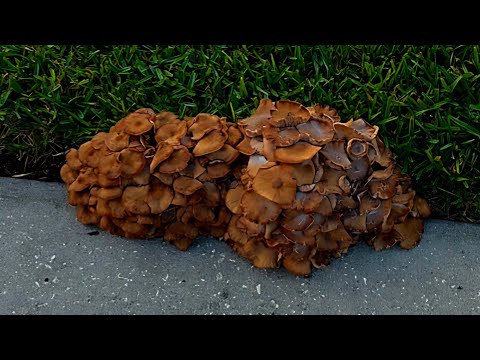 Видео: Грибы 🍄 😋🍄Любой