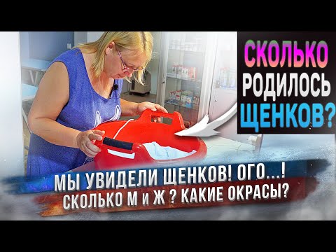 Видео: Собака родила! ⚡️ Сколько щенков? Какие они? ♂️♀️