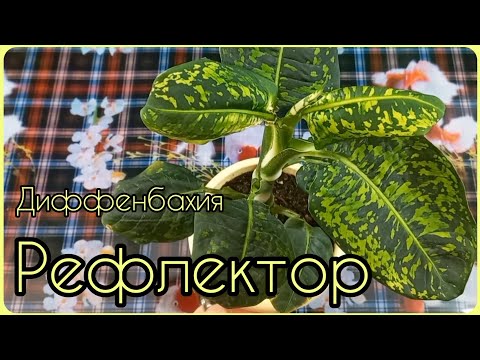 Видео: Признаки, что растение пора пересадить🍀Диффенбахия Рефлектор🌱Правильный состав грунта🍀Дренаж🌱Уход🍀