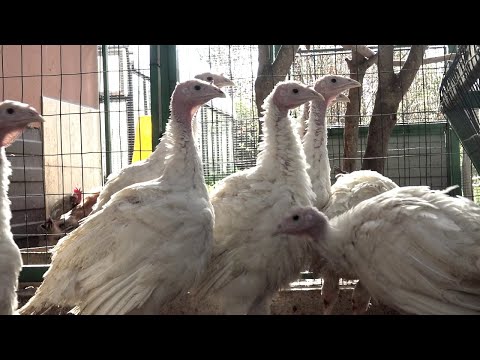 Видео: Наш курятник с индюшатами и цыплятами. Небольшой отчет о выращивании Хайбрид Конвертер.