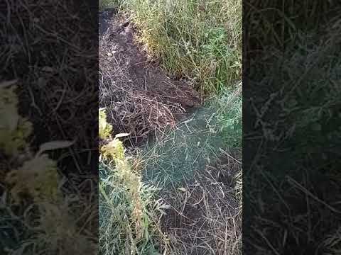 Видео: ЛОВЛЯ БАРСУКА ПЕТЛËЙ.