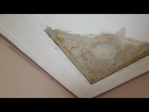 Видео: День 4. Рожаем с "Комсомолкой". Лавр и дуб.