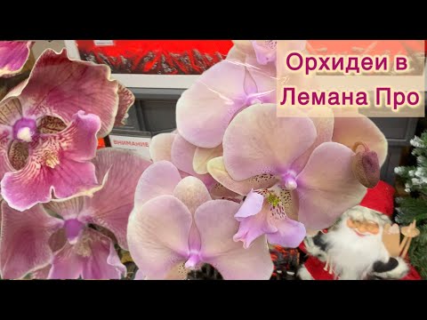 Видео: Гигантские биг липы в Лемана Про Самара ТЦ Мега. Орхидеи - Каменная Роза, Каода, Манта Калимантан…